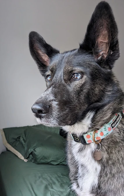 picture of my dog luna